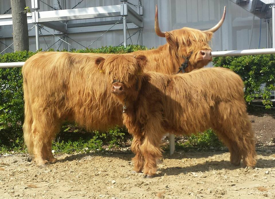 Highland Cattle mit Jungtier